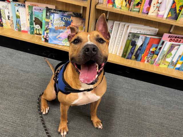 SILAS, Adoptable, Adult Male Pit Bull Terrier & Mixed Breed.