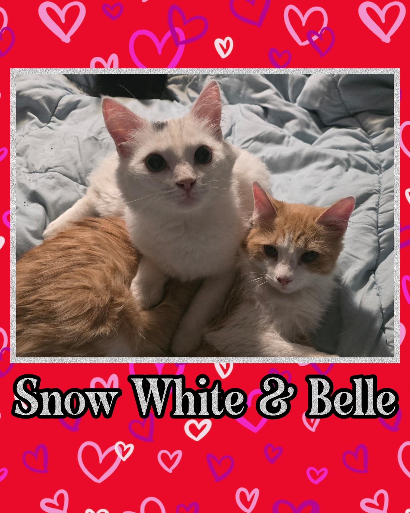 Enlarge Snow White and Belle, a ADOPTABLE Domestic Long Hair in Plymouth , PA image 1/1