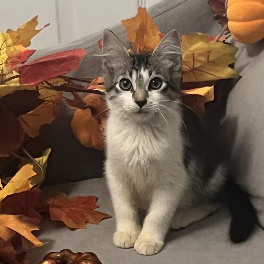 Ro, Adoptable, Kitten Male Domestic Short Hair.