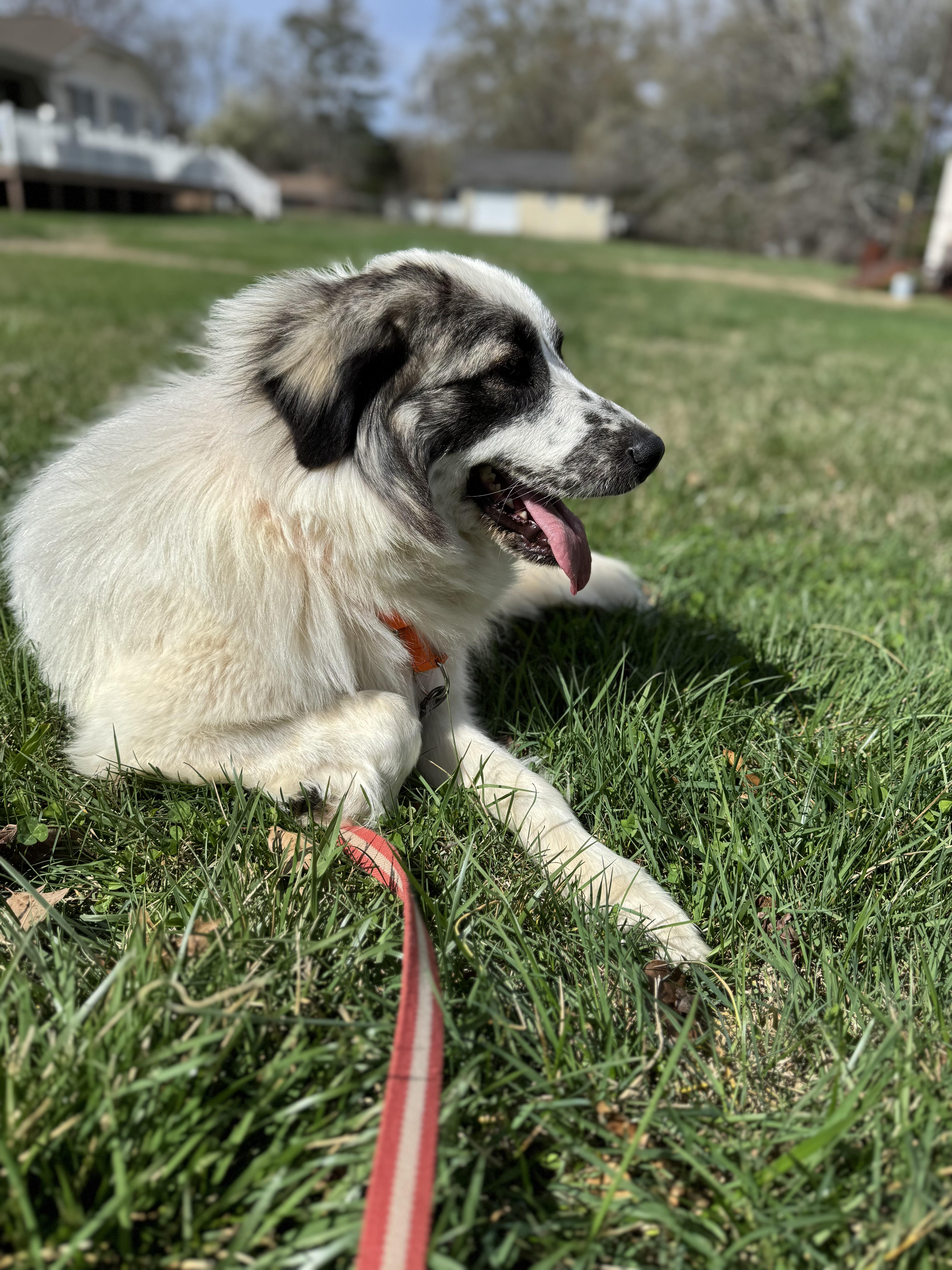 Badger, an adopted Great Pyrenees in Spartanburg, SC image 4/5
