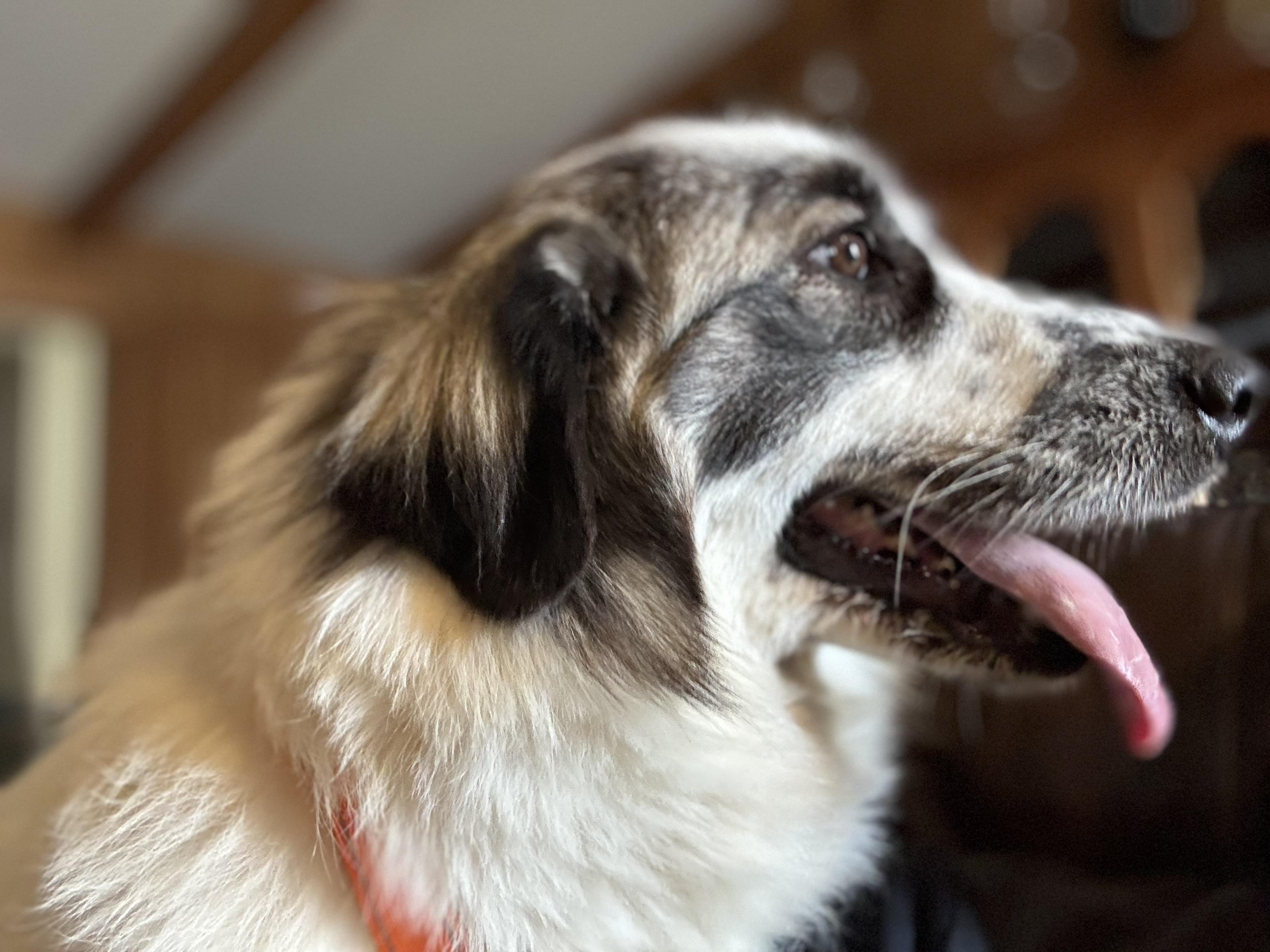 Badger, an adopted Great Pyrenees in Spartanburg, SC image 3/5