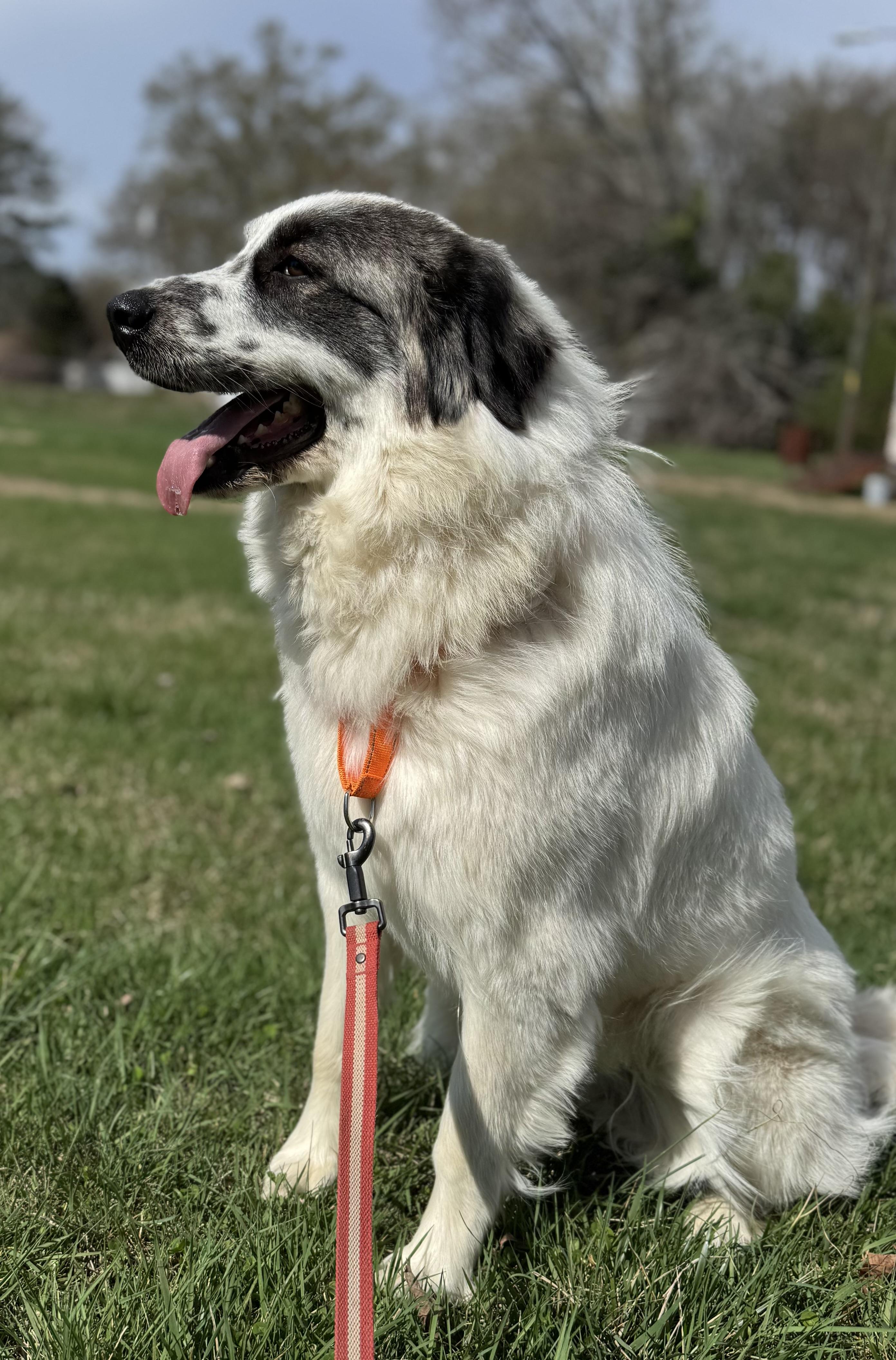 Badger, an adopted Great Pyrenees in Spartanburg, SC image 2/5