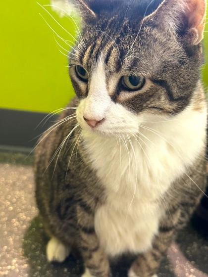 Powda (in NLOL Unfurr-getable), Adoptable, Adult Female Domestic Short Hair & Domestic Short Hair.