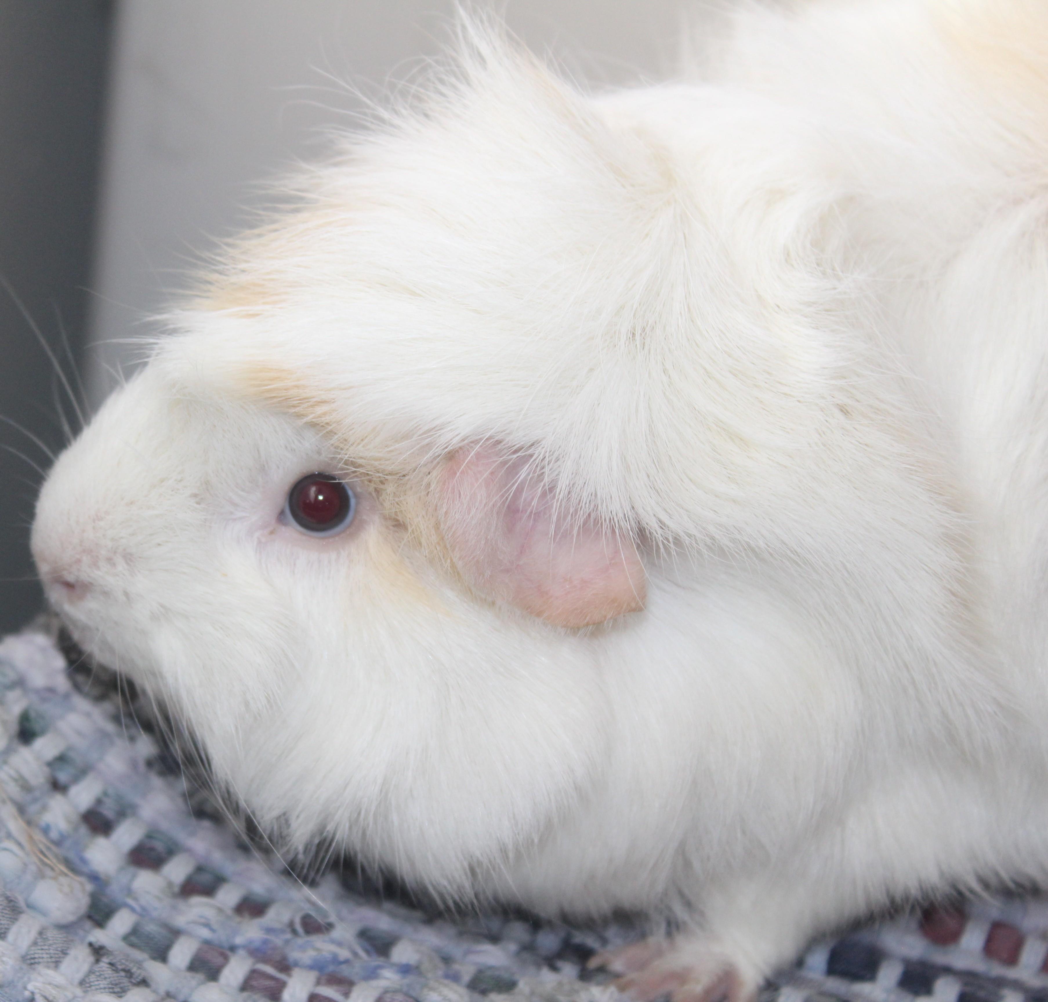 Enlarge Jabba, a ADOPTABLE mixed breed in Huron, SD image 3/4