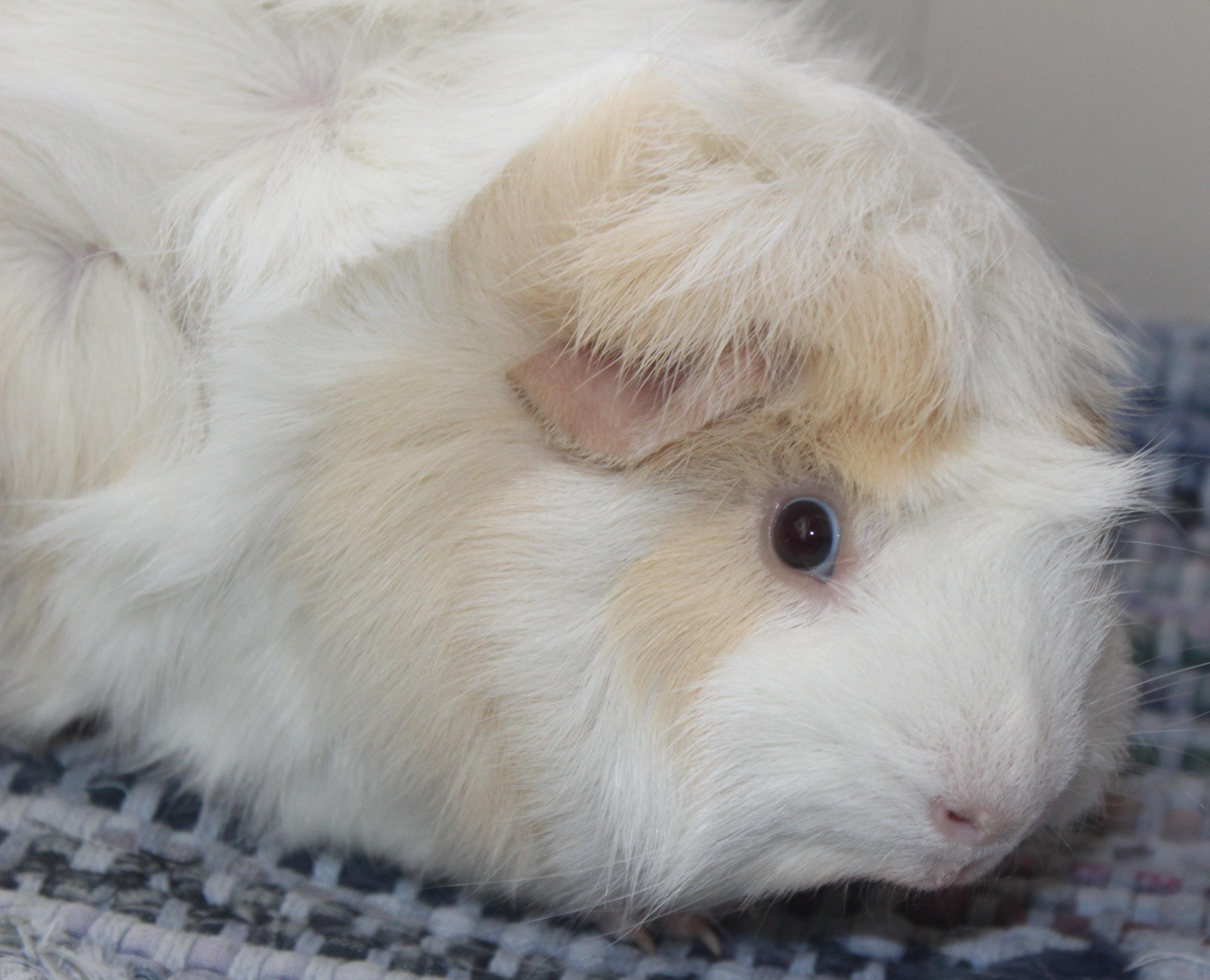 Enlarge Jabba, a ADOPTABLE mixed breed in Huron, SD image 2/4