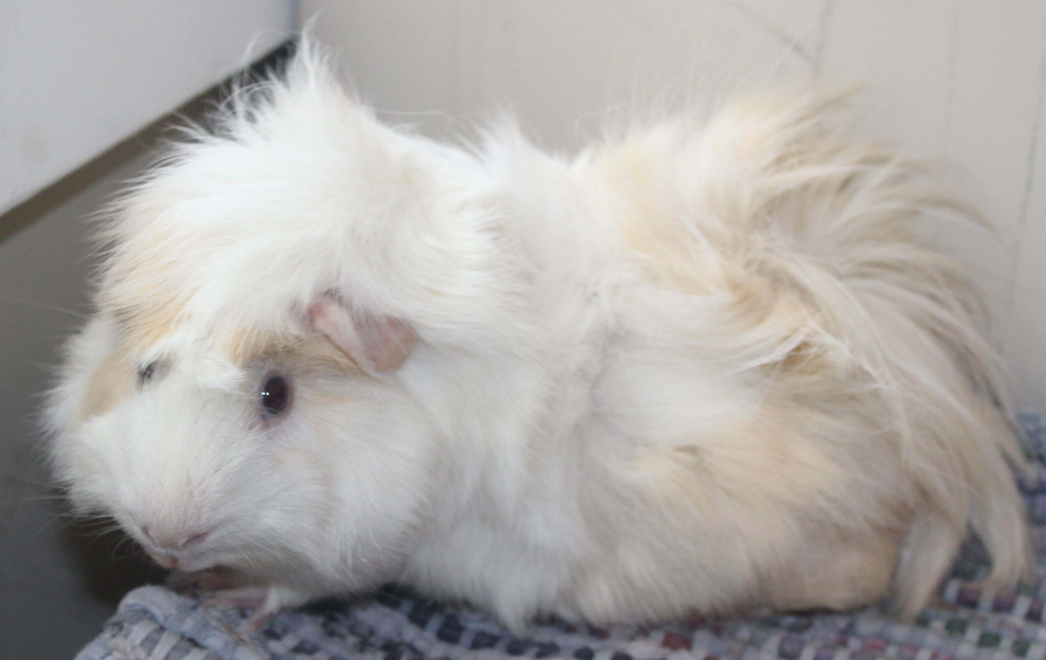 Jabba, ADOPTABLE, Adult Male Guinea Pig.