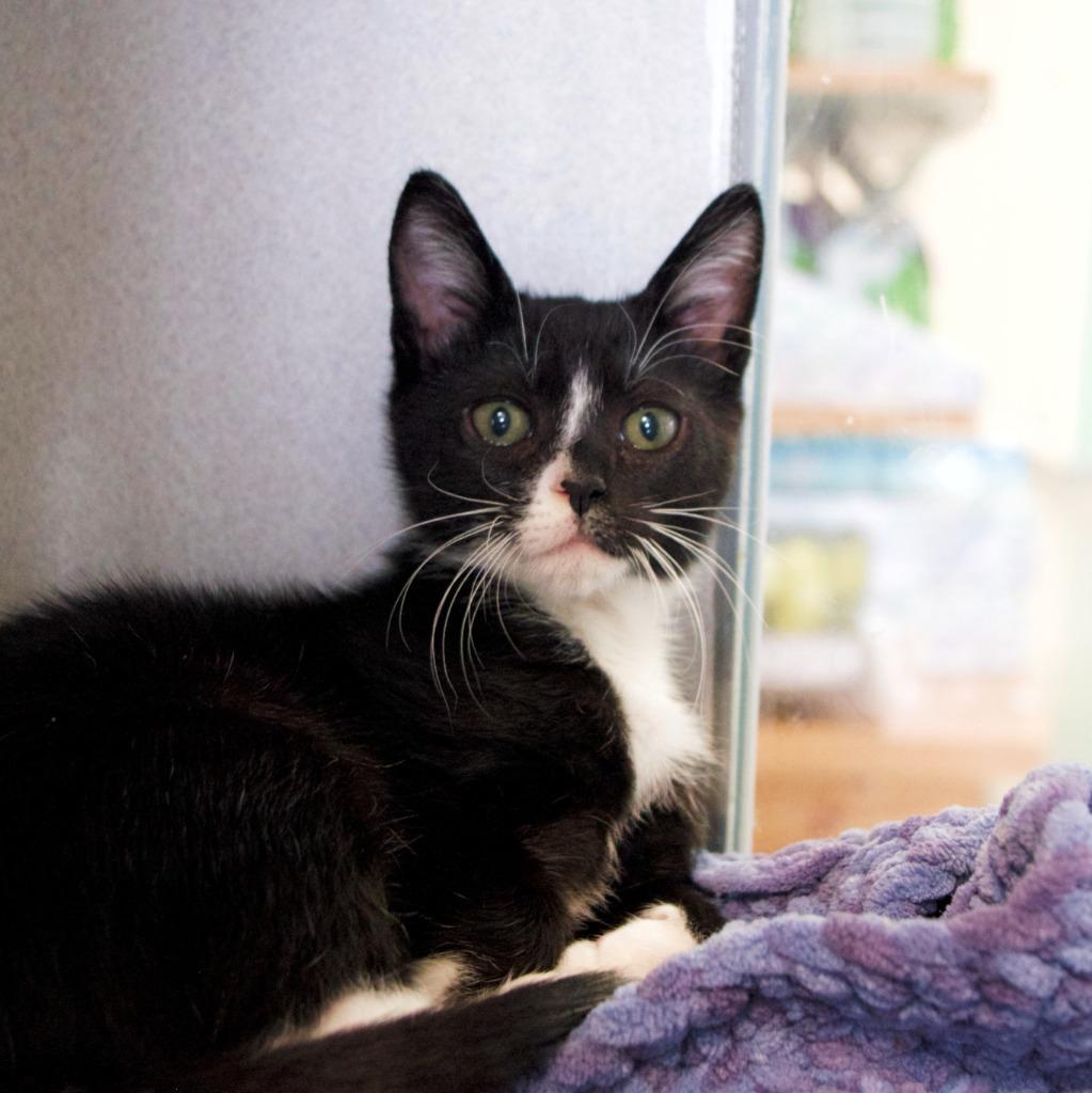 Sylvester, Adoptable, Kitten Male Domestic Short Hair.