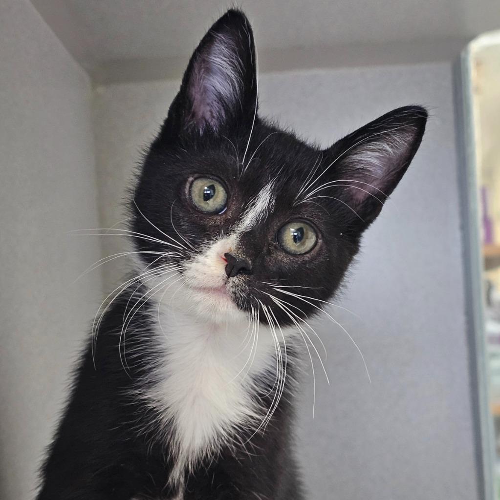 Enlarge Sylvester, a Adoptable mixed breed in Shoreline, WA image 2/3