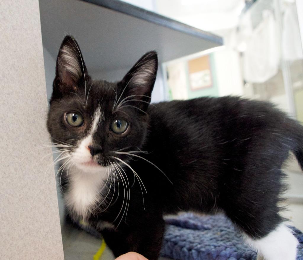 Enlarge Sylvester, a Adoptable mixed breed in Shoreline, WA image 3/3