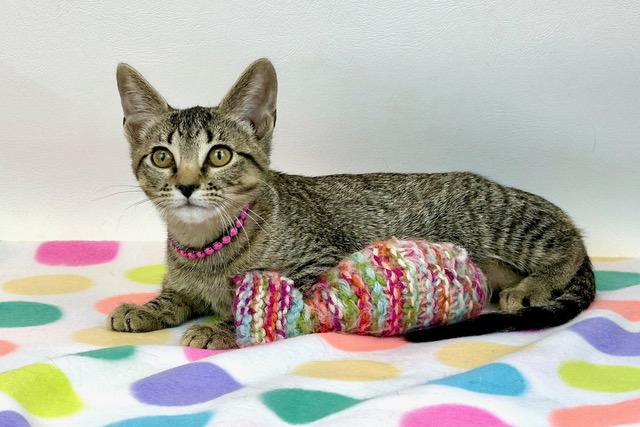 Priscilla