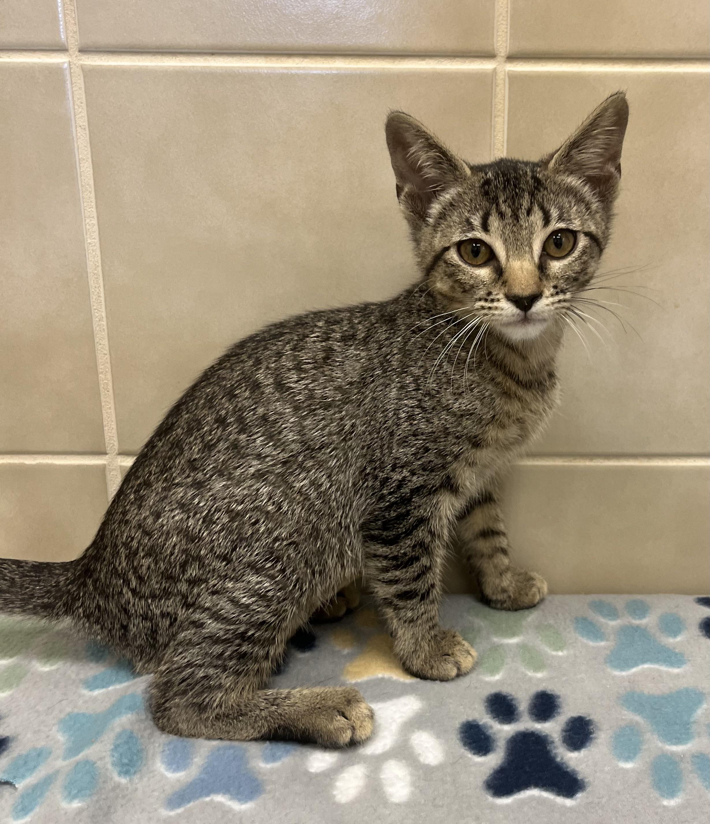 Priscilla, an adoptable Domestic Short Hair in Kerrville, TX_image-1