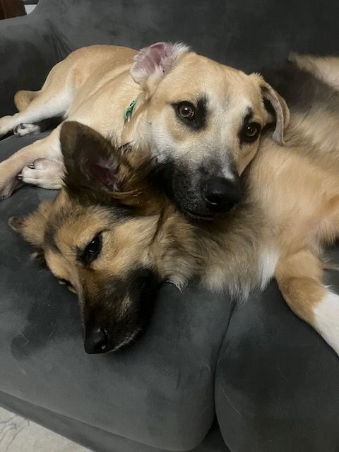 Waldo, Adopted, Adult Male Black Mouth Cur.