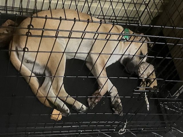 Enlarge Waldo, a Adopted mixed breed in Greenfield, TN image 2/5