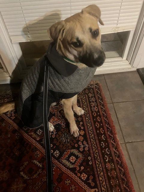 Enlarge Waldo, a Adopted mixed breed in Greenfield, TN image 3/5