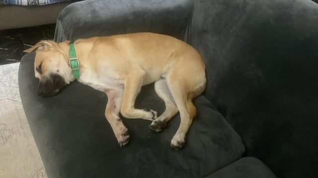 Enlarge Waldo, a Adopted mixed breed in Greenfield, TN image 5/5