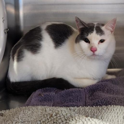 Enlarge Pongo, a Adoptable Domestic Short Hair in Cedaredge, CO image 1/1
