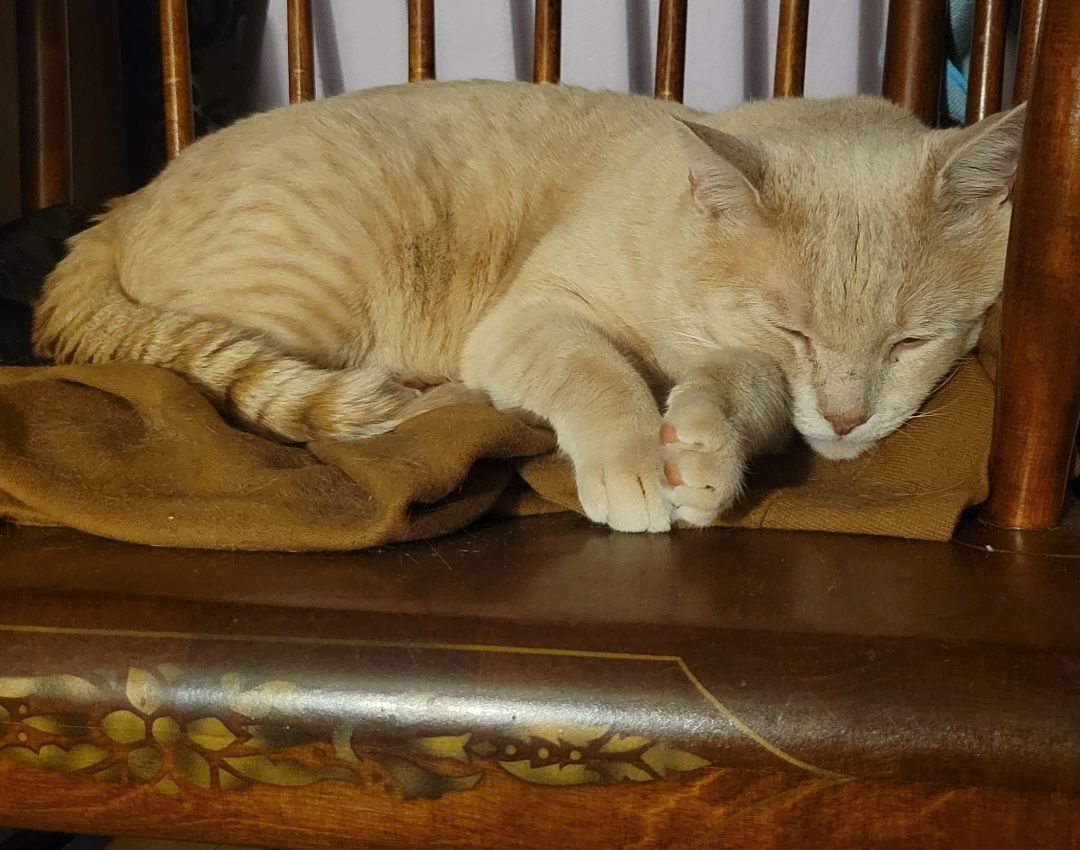 Enlarge River, a Adoptable American Shorthair in Rochester, NY image 1/3