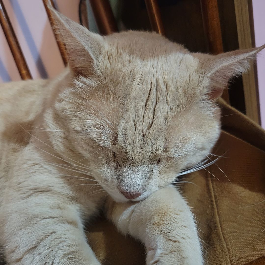 Enlarge River, a Adoptable American Shorthair in Rochester, NY image 2/3