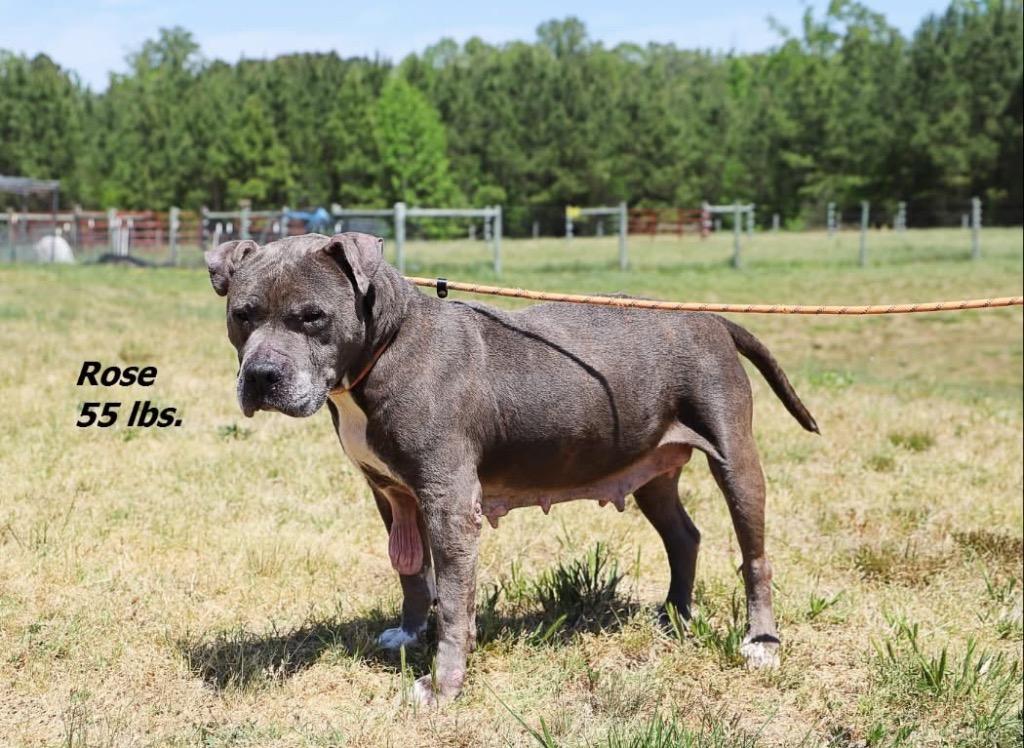 Rose, Adoptable, Senior Female Mixed Breed.