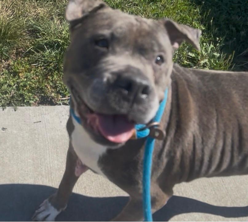 Enlarge Rose, a Adoptable mixed breed in Oxford, NC image 2/4