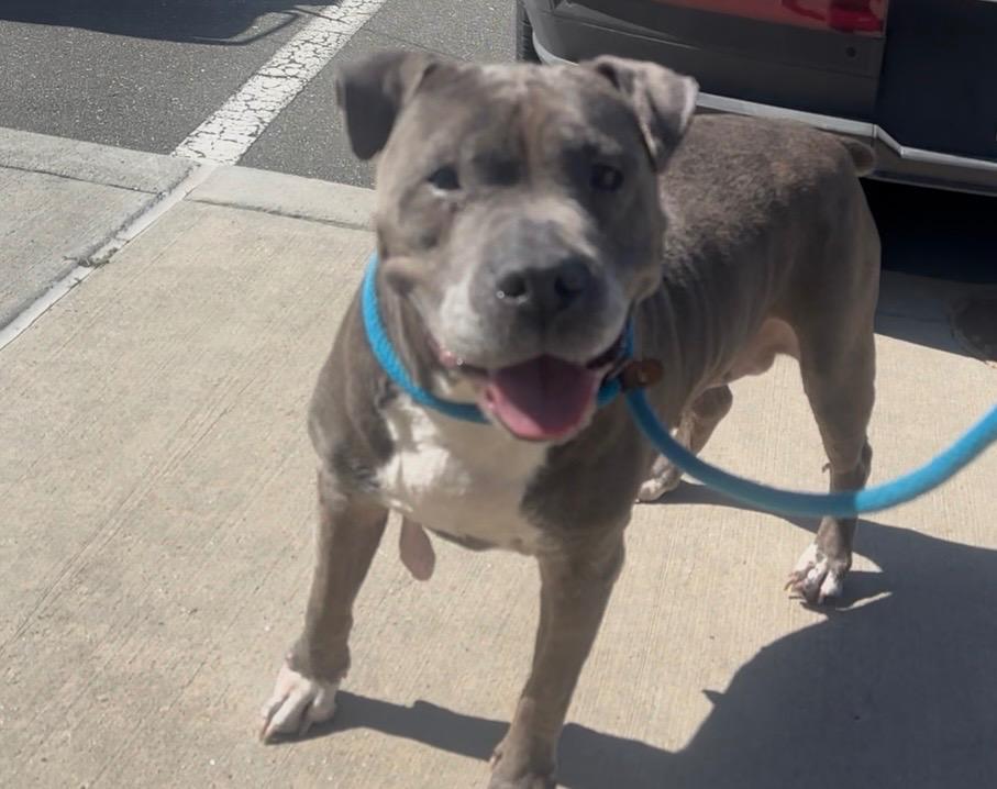 Enlarge Rose, a Adoptable mixed breed in Oxford, NC image 3/4
