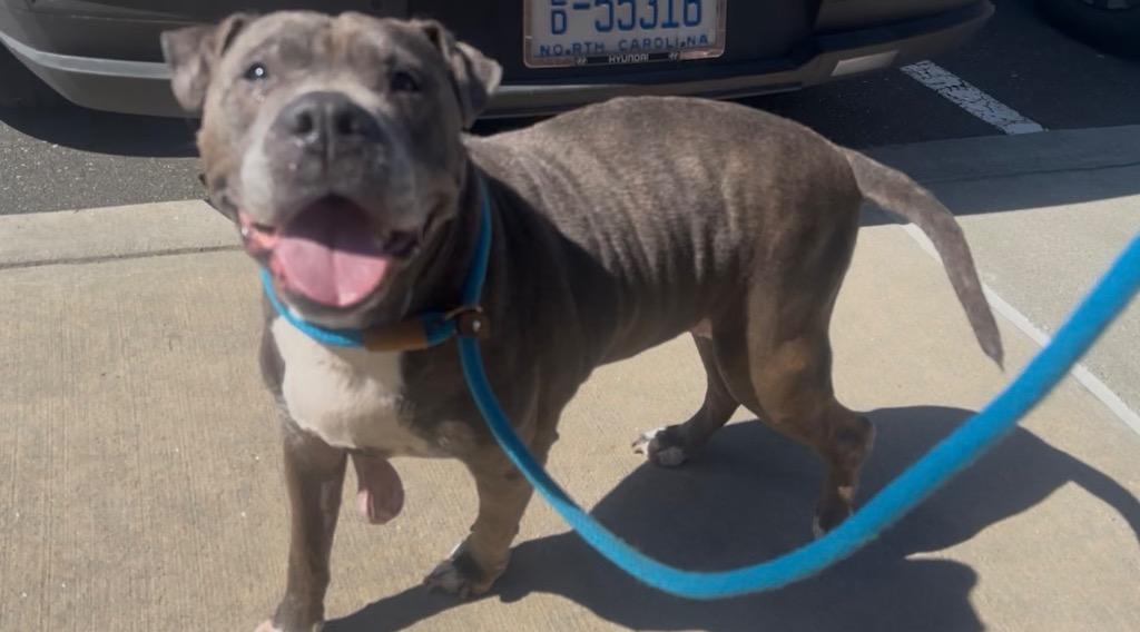 Enlarge Rose, a Adoptable mixed breed in Oxford, NC image 4/4