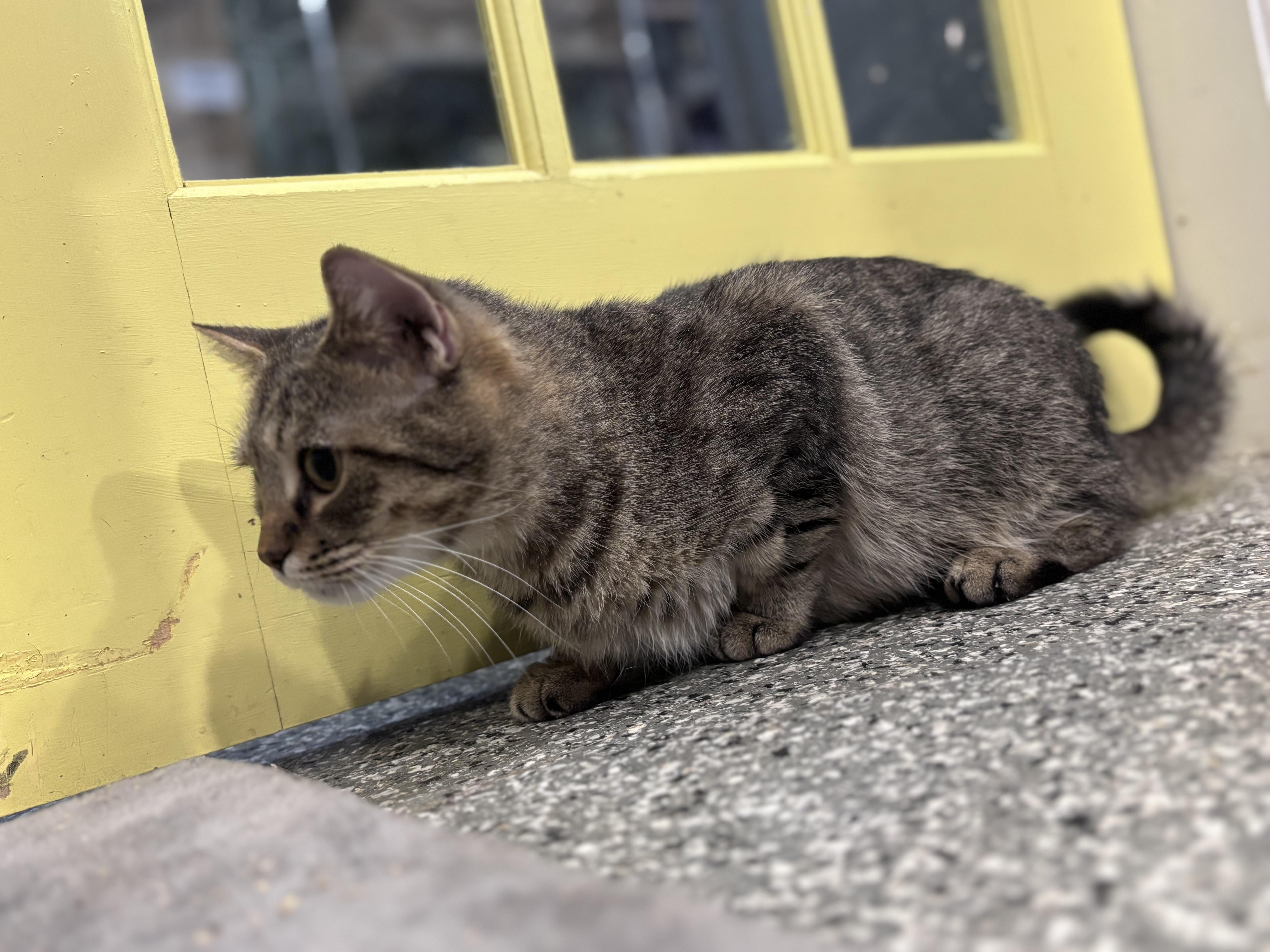 Enlarge Nutmeg, a Adoptable Domestic Short Hair in Blackstone, MA image 1/3