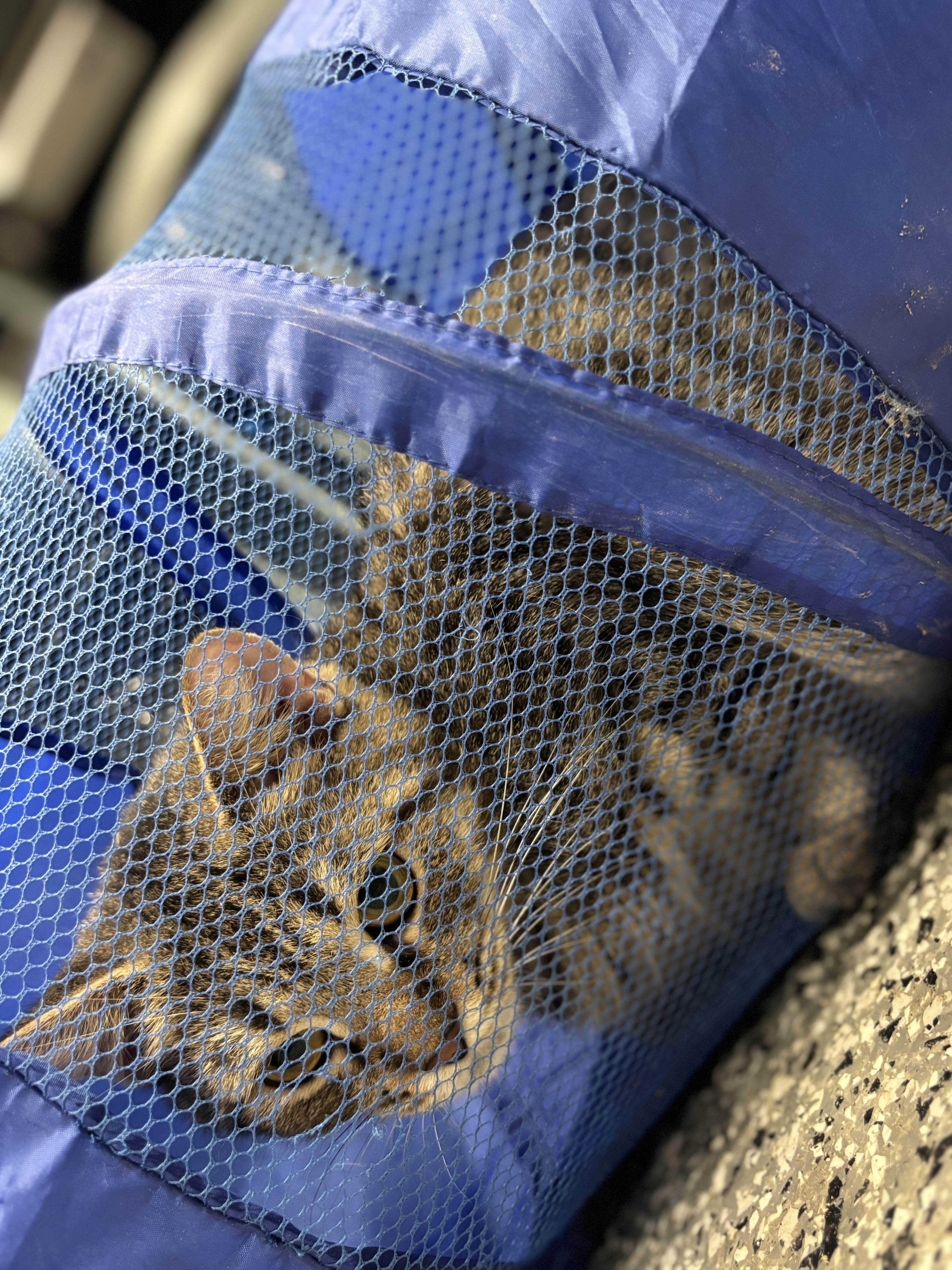 Enlarge Nutmeg, a Adoptable Domestic Short Hair in Blackstone, MA image 2/3