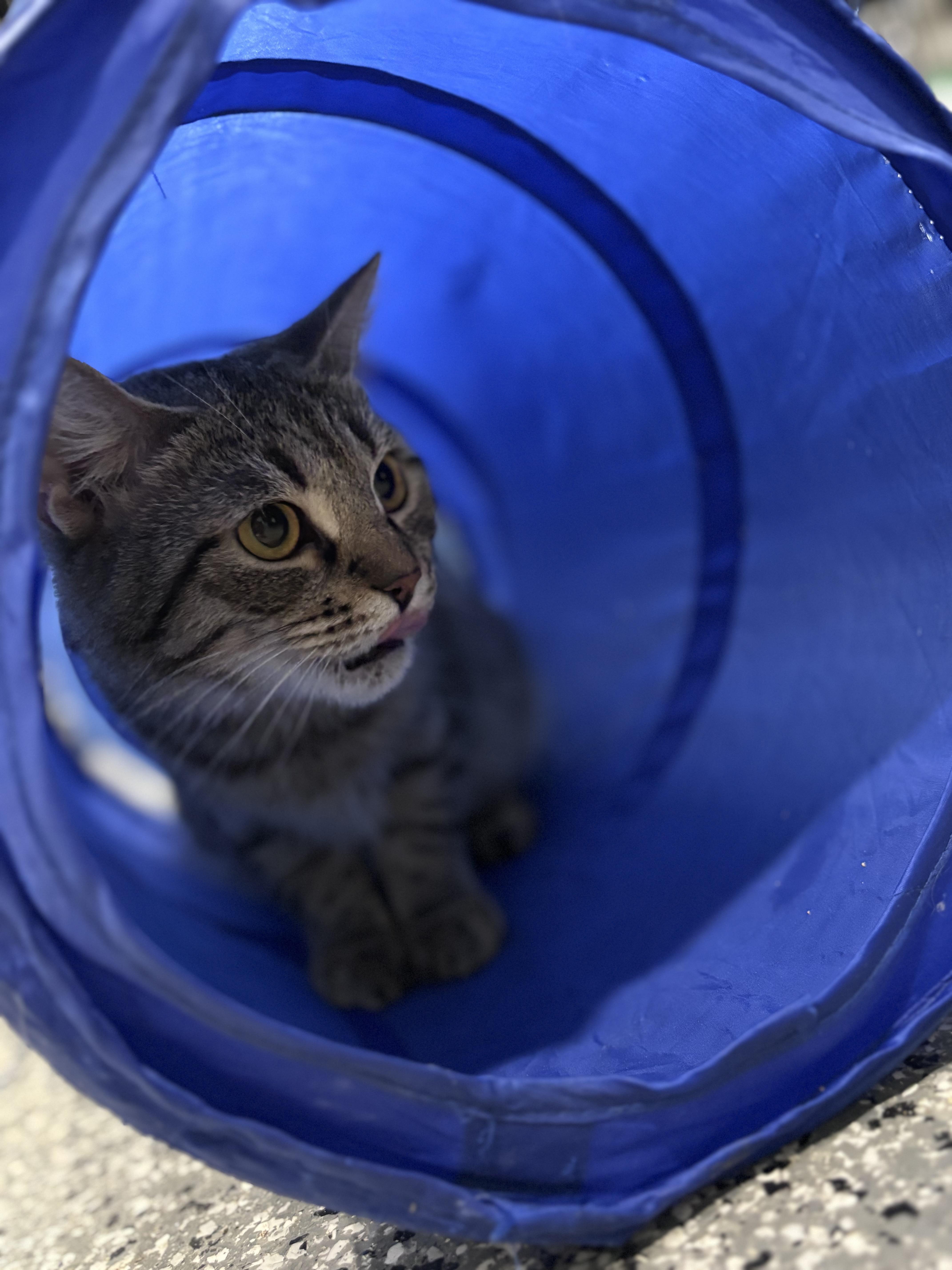 Enlarge Nutmeg, a Adoptable Domestic Short Hair in Blackstone, MA image 3/3