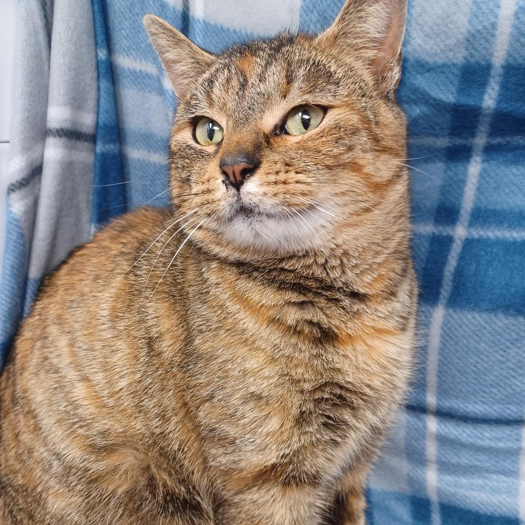 Enlarge Lucky Charm, a Adoptable Domestic Short Hair in New Tazewell, TN image 1/1