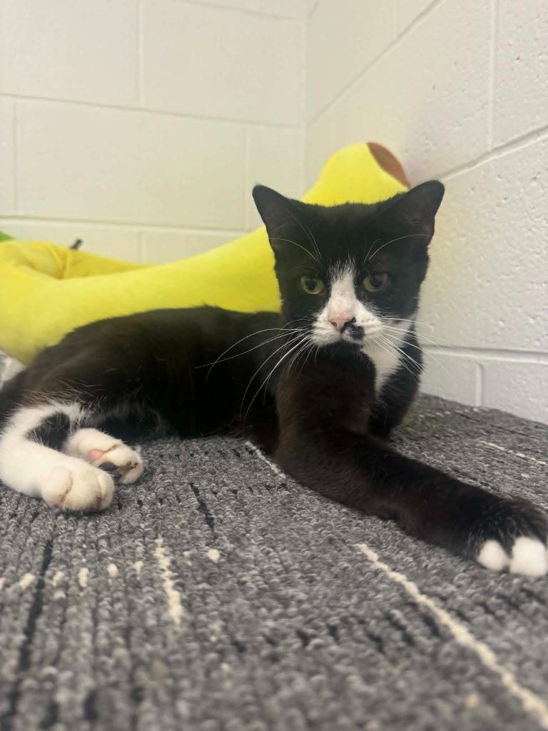 Amy Winehouse, Adoptable, Young Female Domestic Short Hair.