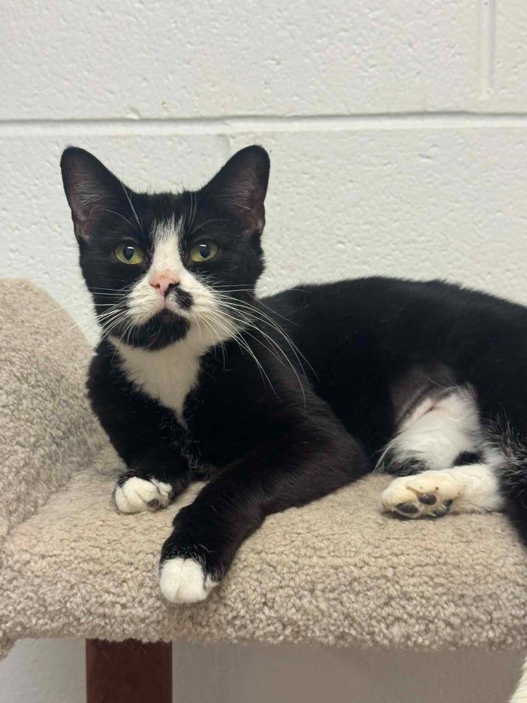 Enlarge Amy Winehouse, a Adoptable mixed breed in Marion, OH image 2/5