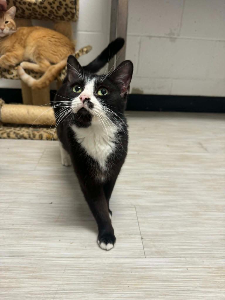 Enlarge Amy Winehouse, a Adoptable mixed breed in Marion, OH image 4/5