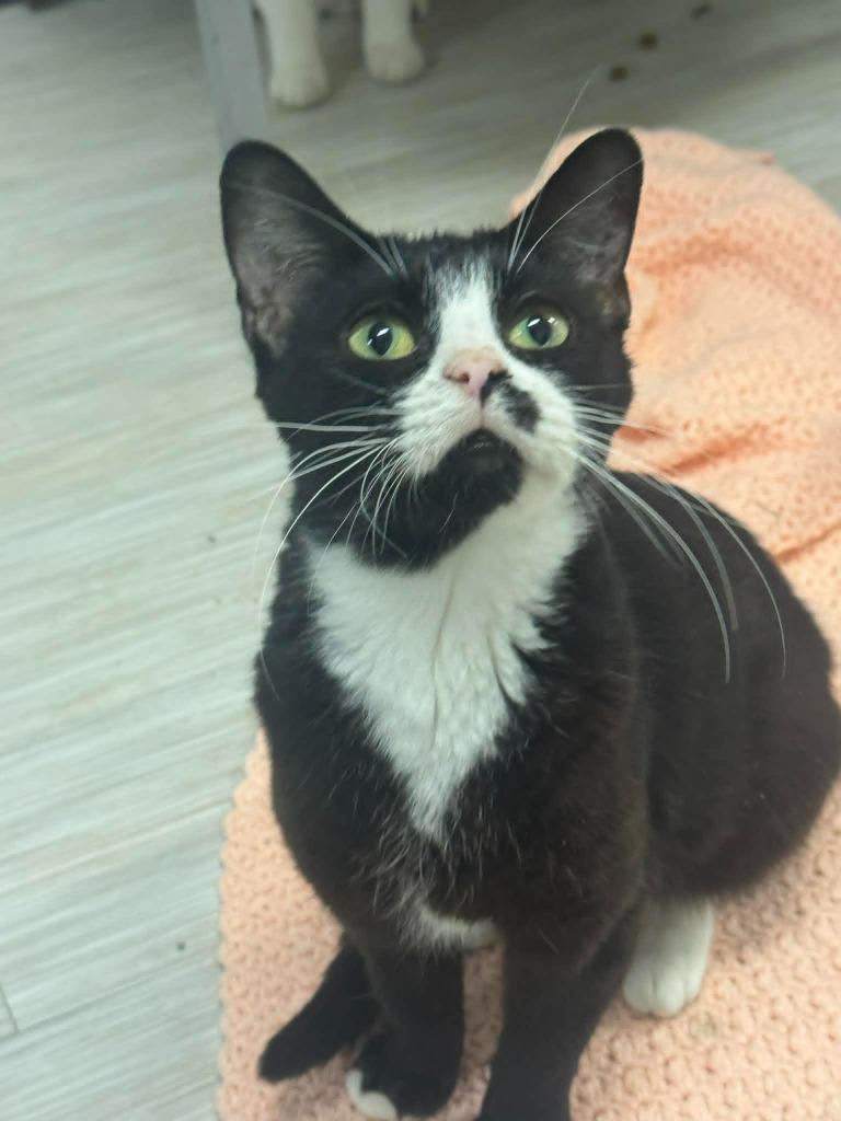 Enlarge Amy Winehouse, a Adoptable mixed breed in Marion, OH image 5/5