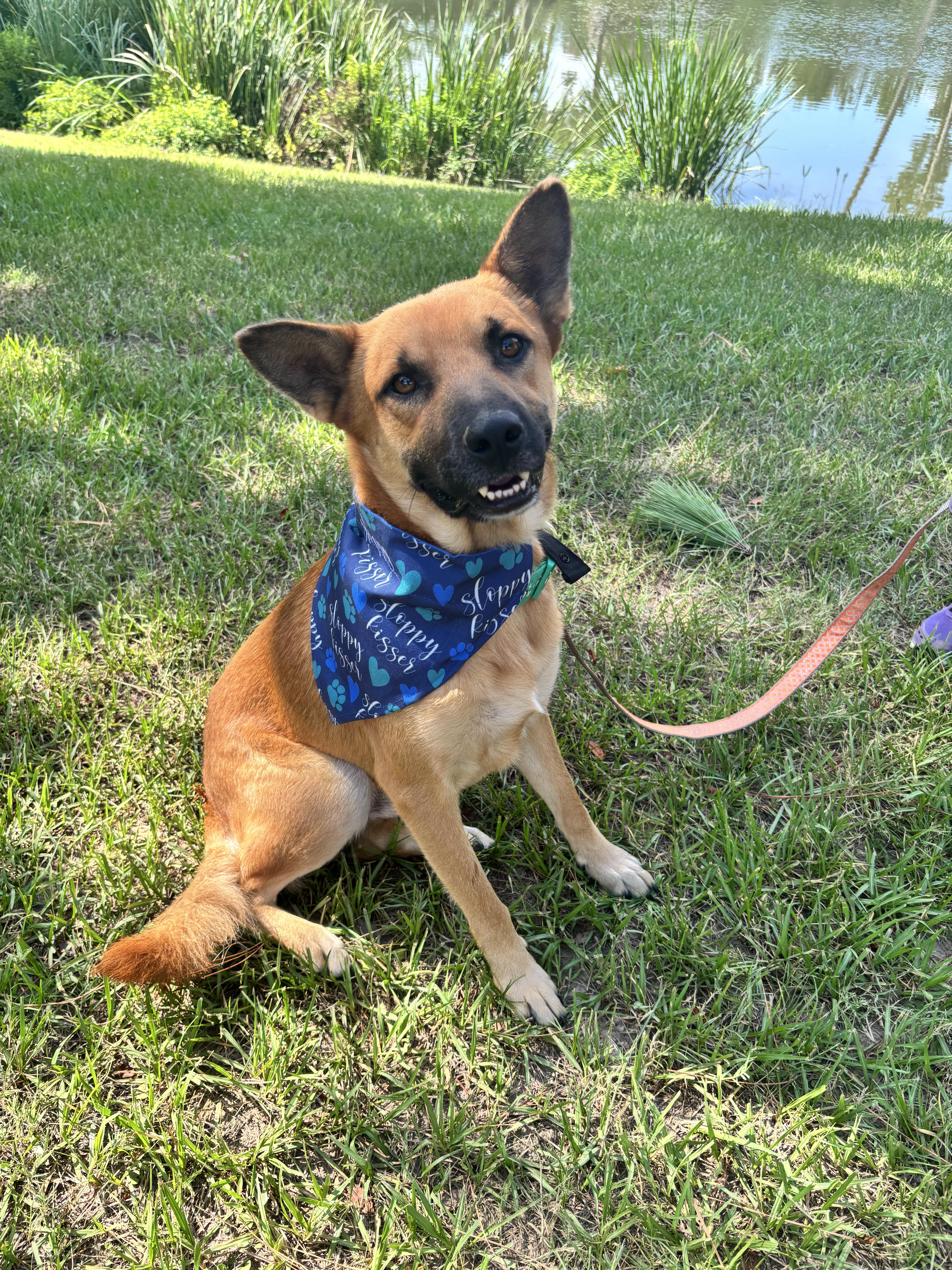 Thor, Adopted, Adult Male German Shepherd Dog.