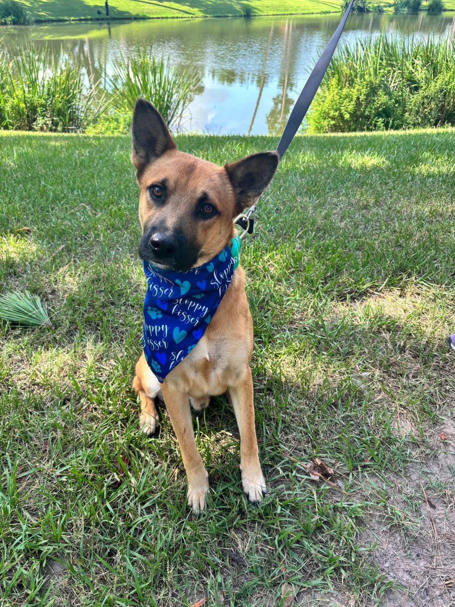 Thor, Adoptable, Adult Male German Shepherd Dog.