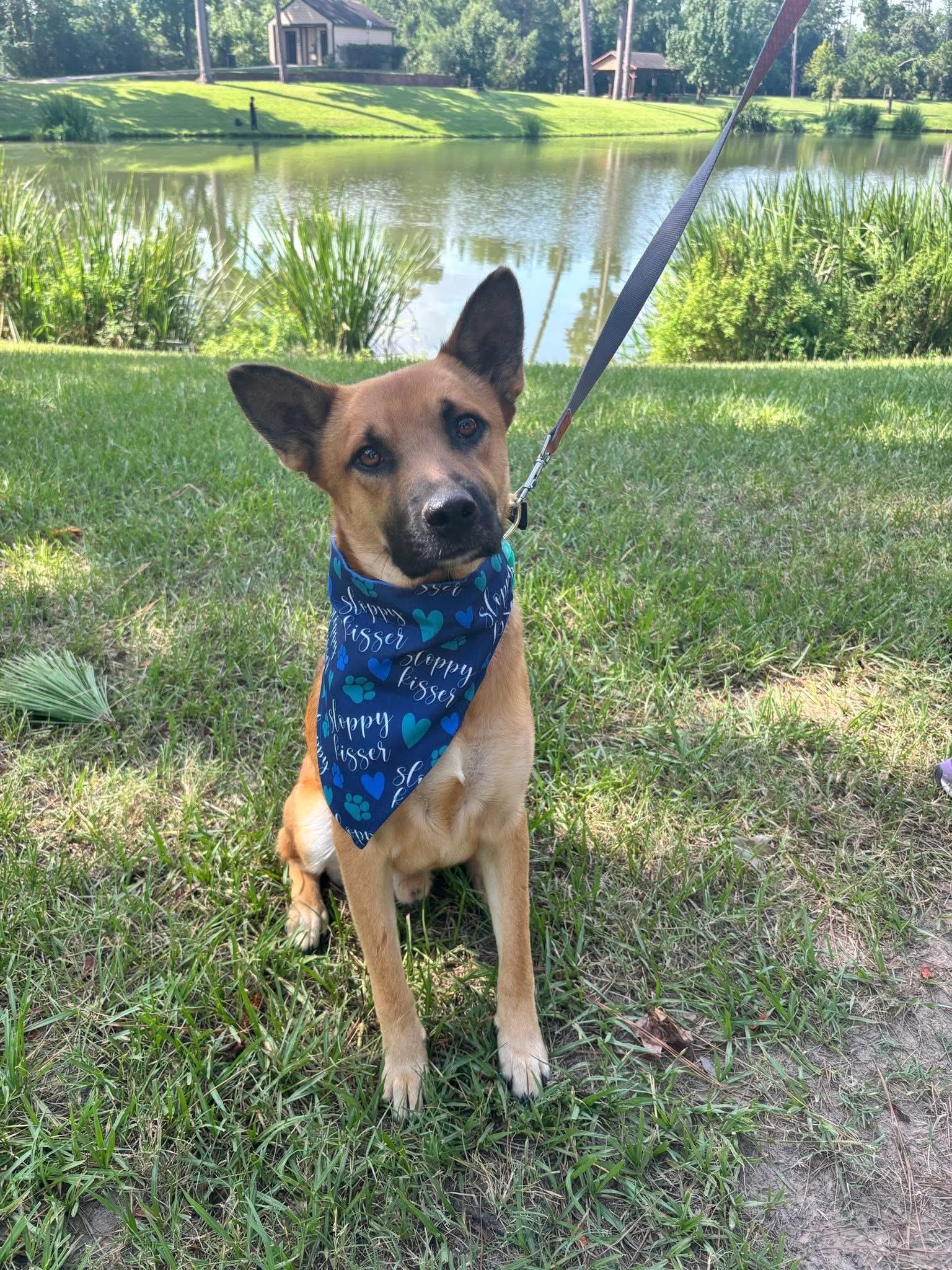 Enlarge Thor, a Adoptable mixed breed in Houston, TX image 2/4