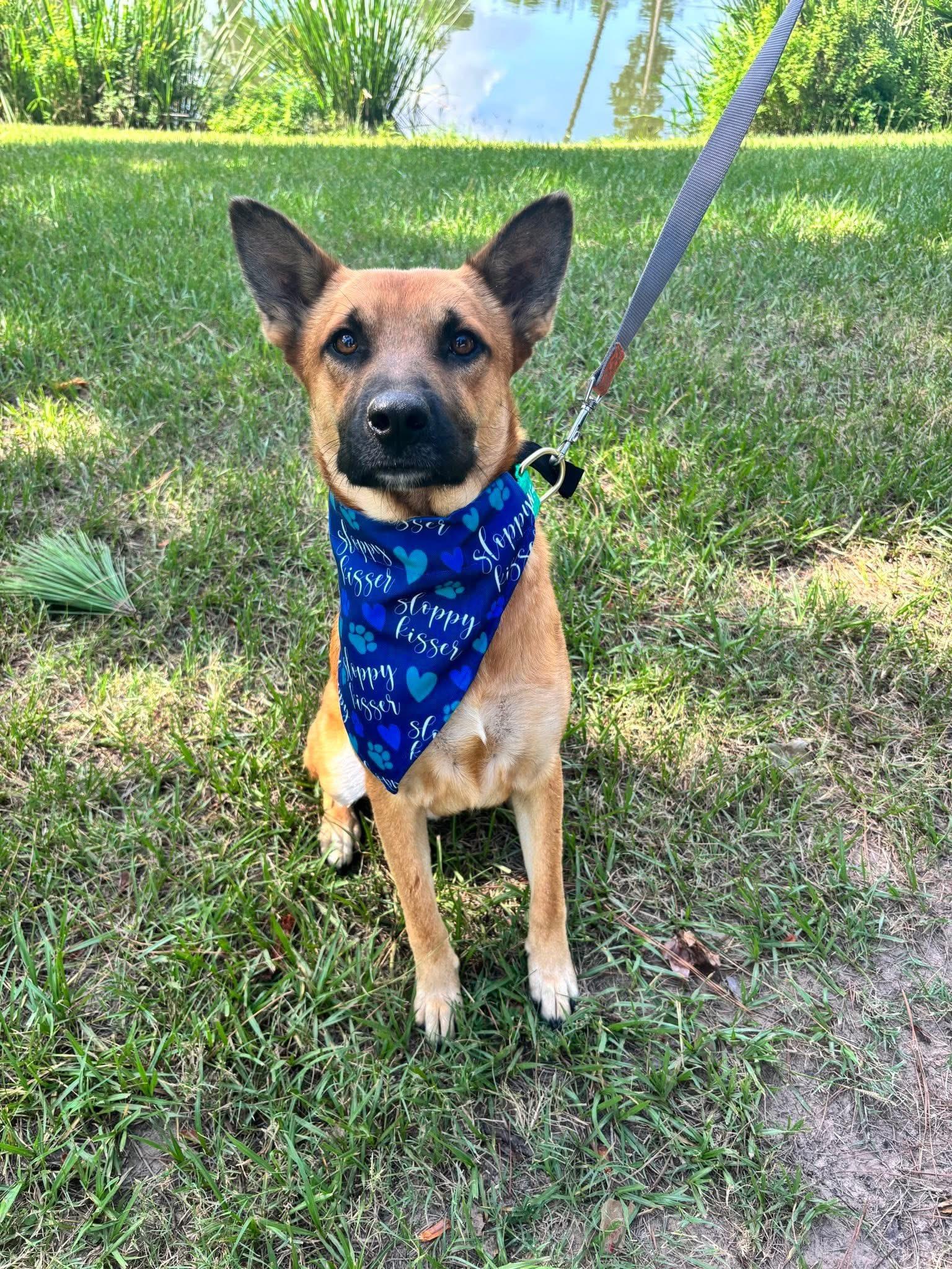Enlarge Thor, a Adoptable mixed breed in Houston, TX image 3/4