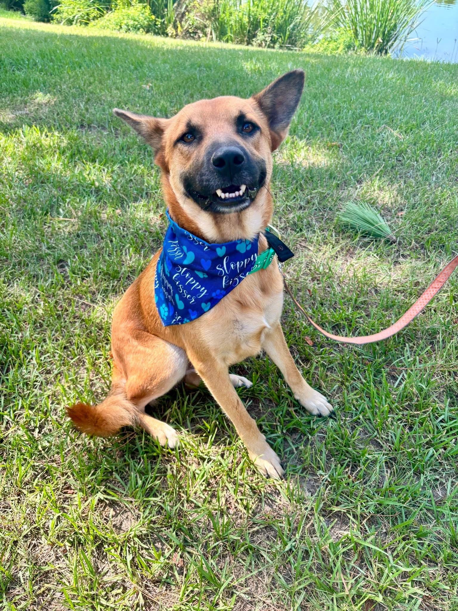 Enlarge Thor, a Adoptable mixed breed in Houston, TX image 4/4