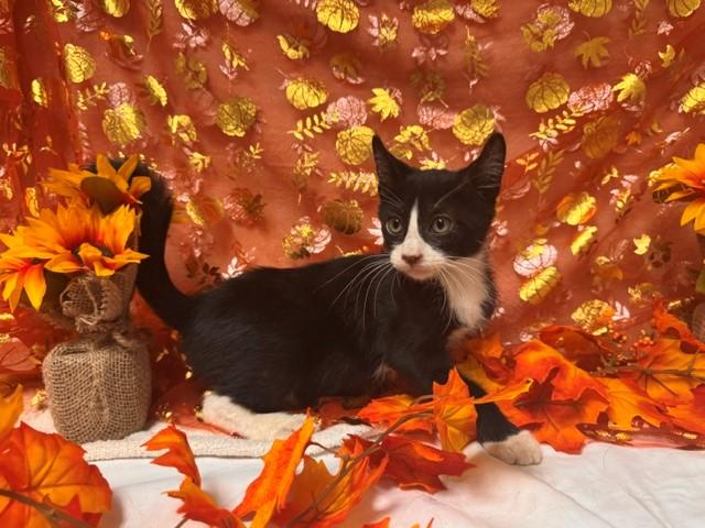 CRAMER, Adoptable, Kitten Male Domestic Short Hair.