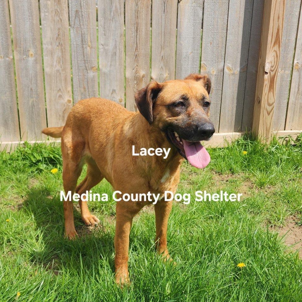 Enlarge Lacey, an adopted mixed breed in Medina, OH image 2/3