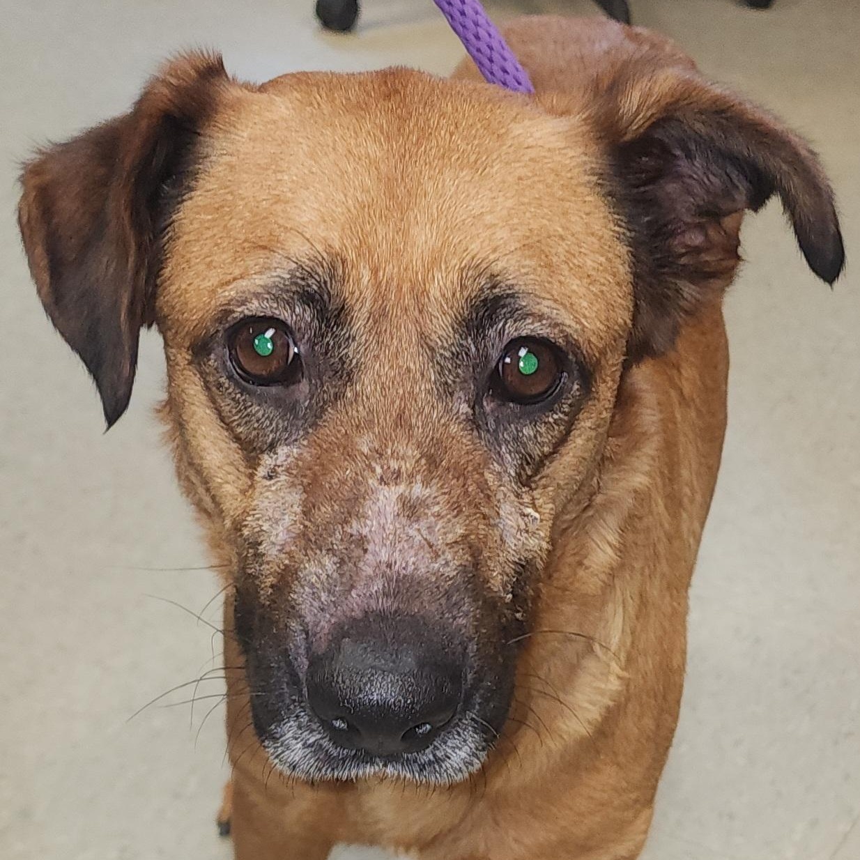 Enlarge Lacey, a ADOPTABLE mixed breed in Medina, OH image 1/1