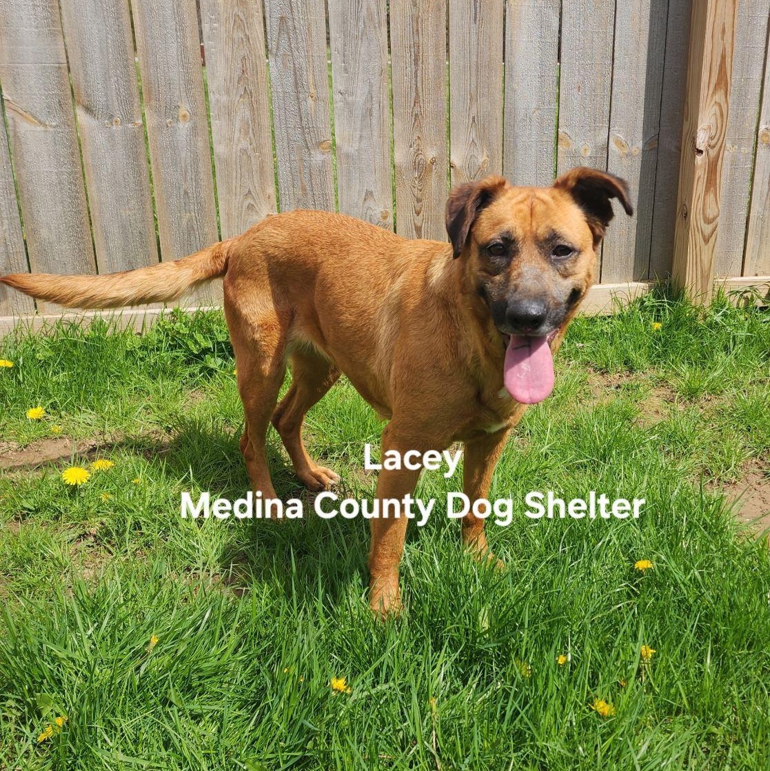 Lacey, adopted, Adult Female German Shepherd Dog.