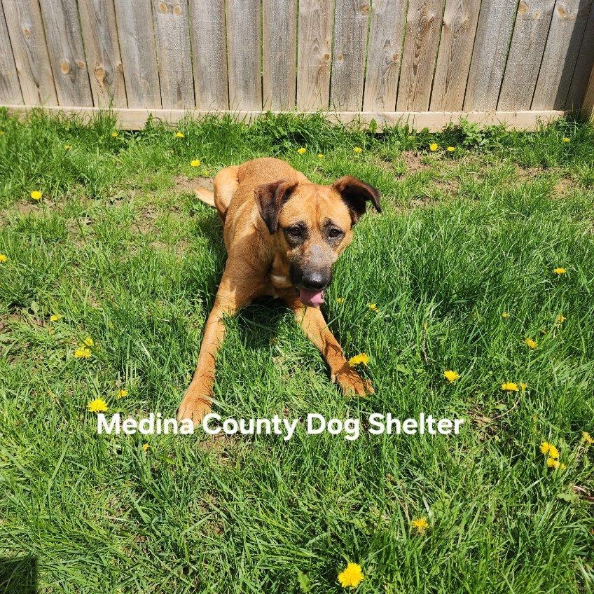 Enlarge Lacey, an adopted mixed breed in Medina, OH image 3/3