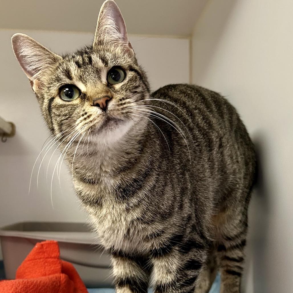 Mama Kitty, Adoptable, Adult Female Domestic Short Hair.