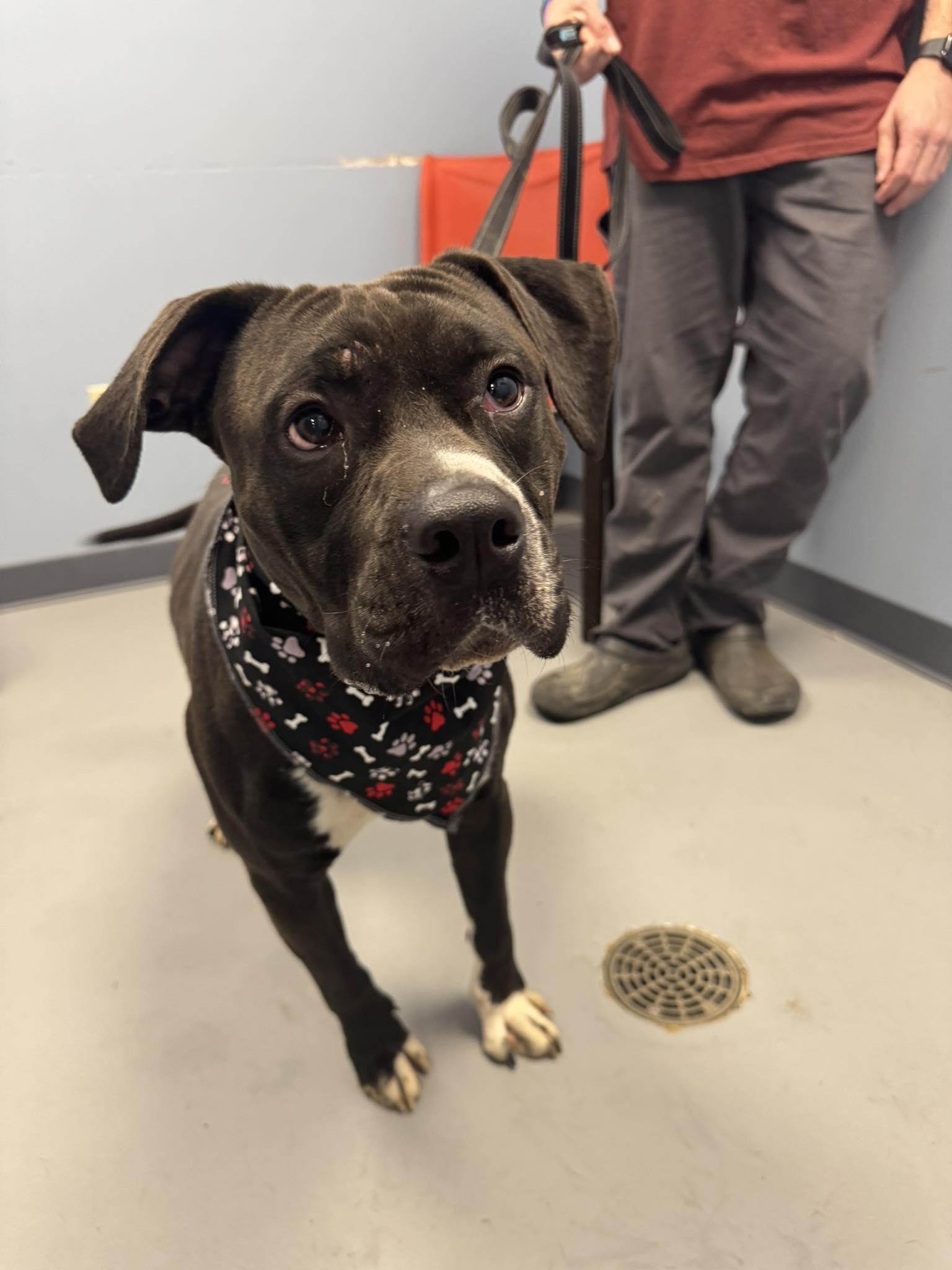 Metallica , ADOPTABLE, Adult Male Terrier.