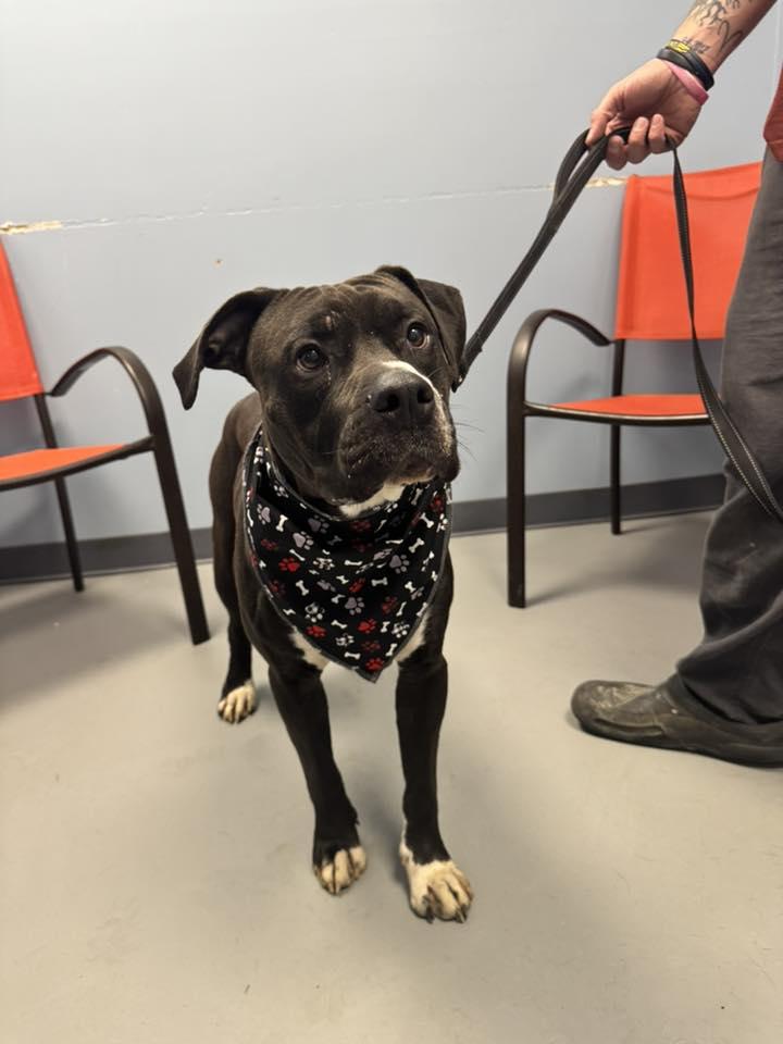 Enlarge Metallica , a ADOPTABLE mixed breed in Zanesville, OH image 2/2