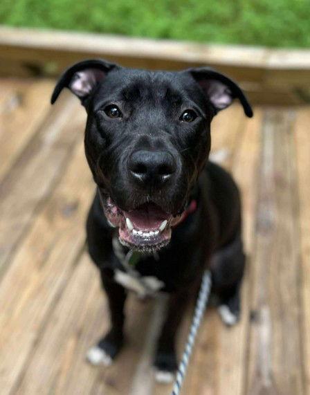 Enlarge Linus, a Adoptable mixed breed in Cary, NC image 1/3
