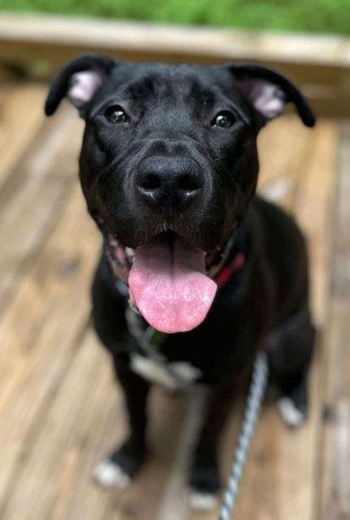 Enlarge Linus, a Adoptable mixed breed in Cary, NC image 3/3