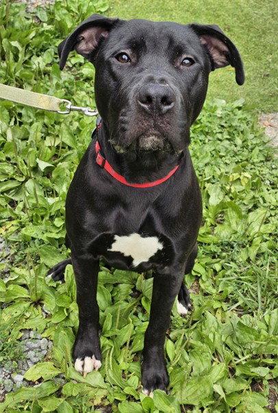 Linus, a Adoptable mixed breed in Cary, NC image 3/3